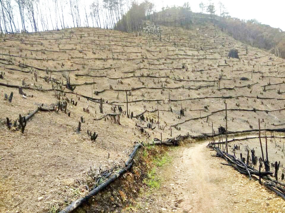 Jhum cultivation in Manipur hill’s district; nurturing tradition, navigating challenges
